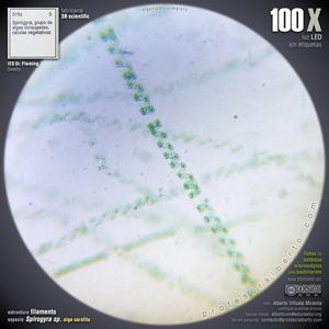 Microorganismos Fotosintéticos